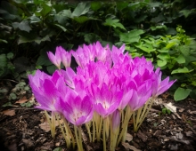 purple flowers on Swarthmore's campus